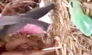 পরিণত, মেয়েদের হস্তমৈথুন, সুন্দরি বাংলা সেক্স চুদাচুদি সেক্সি মহিলার,