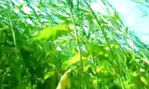 বাস্তবতা, বাড়ীতে তৈরি বাঙালি বৌদি চুদাচুদি ভিডিও
